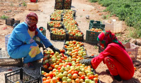Poor employment conditions for workers in Jordan’s agricultural sector. ILO via Flickr