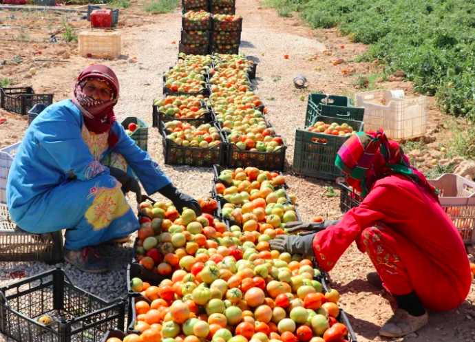 Poor employment conditions for workers in Jordan’s agricultural sector. ILO via Flickr